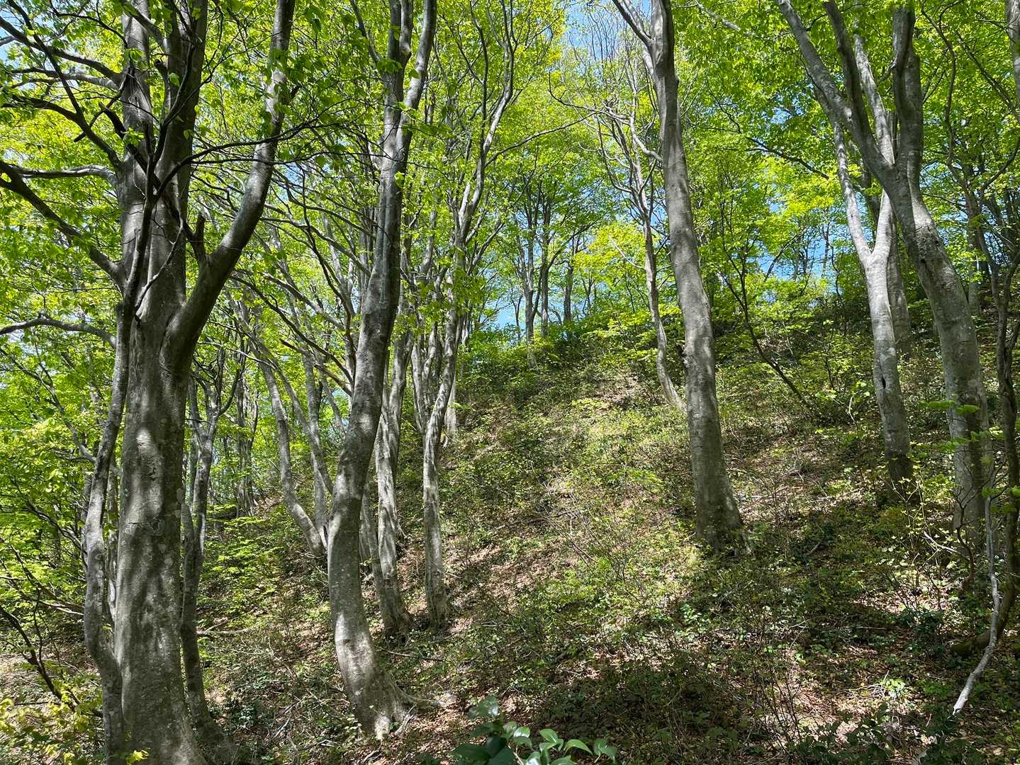 栃尾尾根のブナ林は本当綺麗