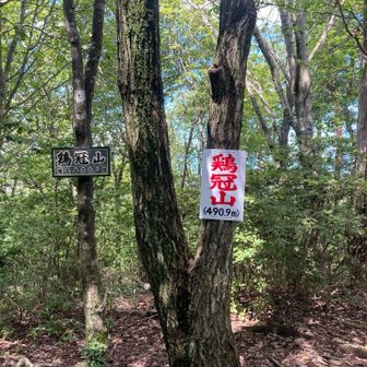 急登を経て鶏冠山
此処は眺望無し

途中でリス🐿️を見かけました
金勝アルプスで見かけたのは初めてです。
得した気分です