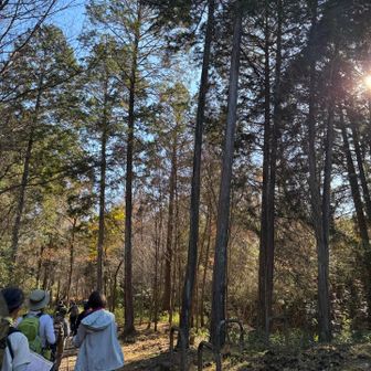 木漏れ日も美しい🤩