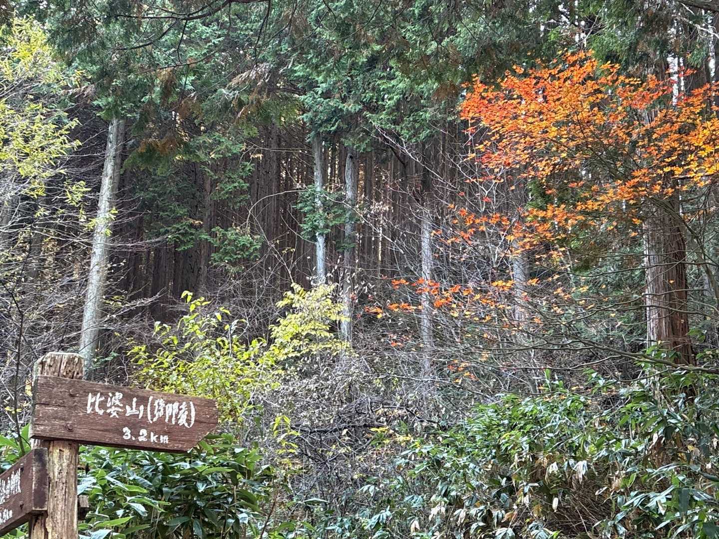 下山、紅葉はこれだけでした