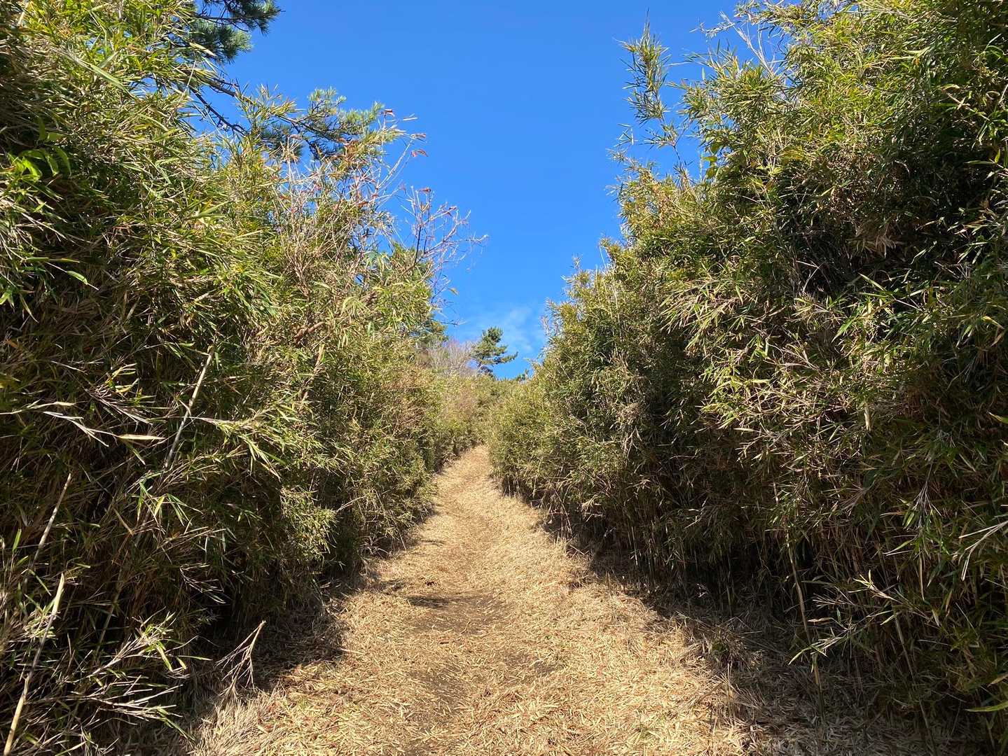 ああ〜青空と笹と優しい登山道♡