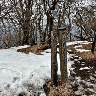 大室山・畦ヶ丸・菰釣山 ミツマタ見あたらず🌼撤収