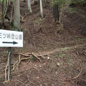 ここまで舗装路を歩いてきて、ここからやっと山道。