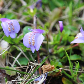 ムラサキサギゴケ