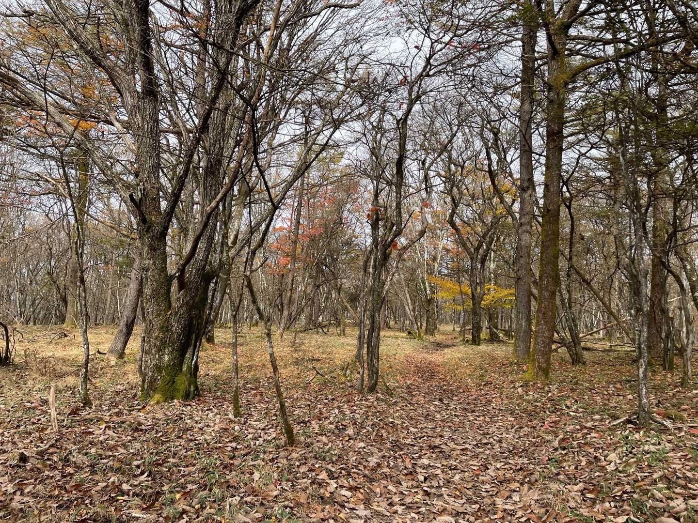 落ち葉🍂を踏みながら戻ります
