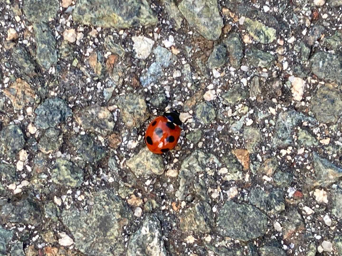 お邪魔しま〜す☺️  こんにちは〜🐞
