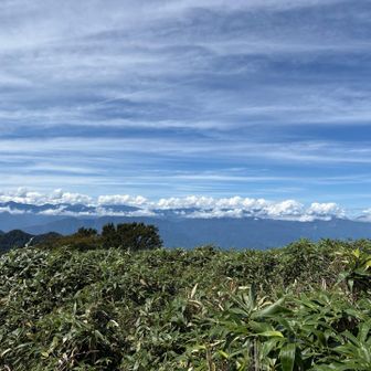 もう何処が登山道なんだか。。