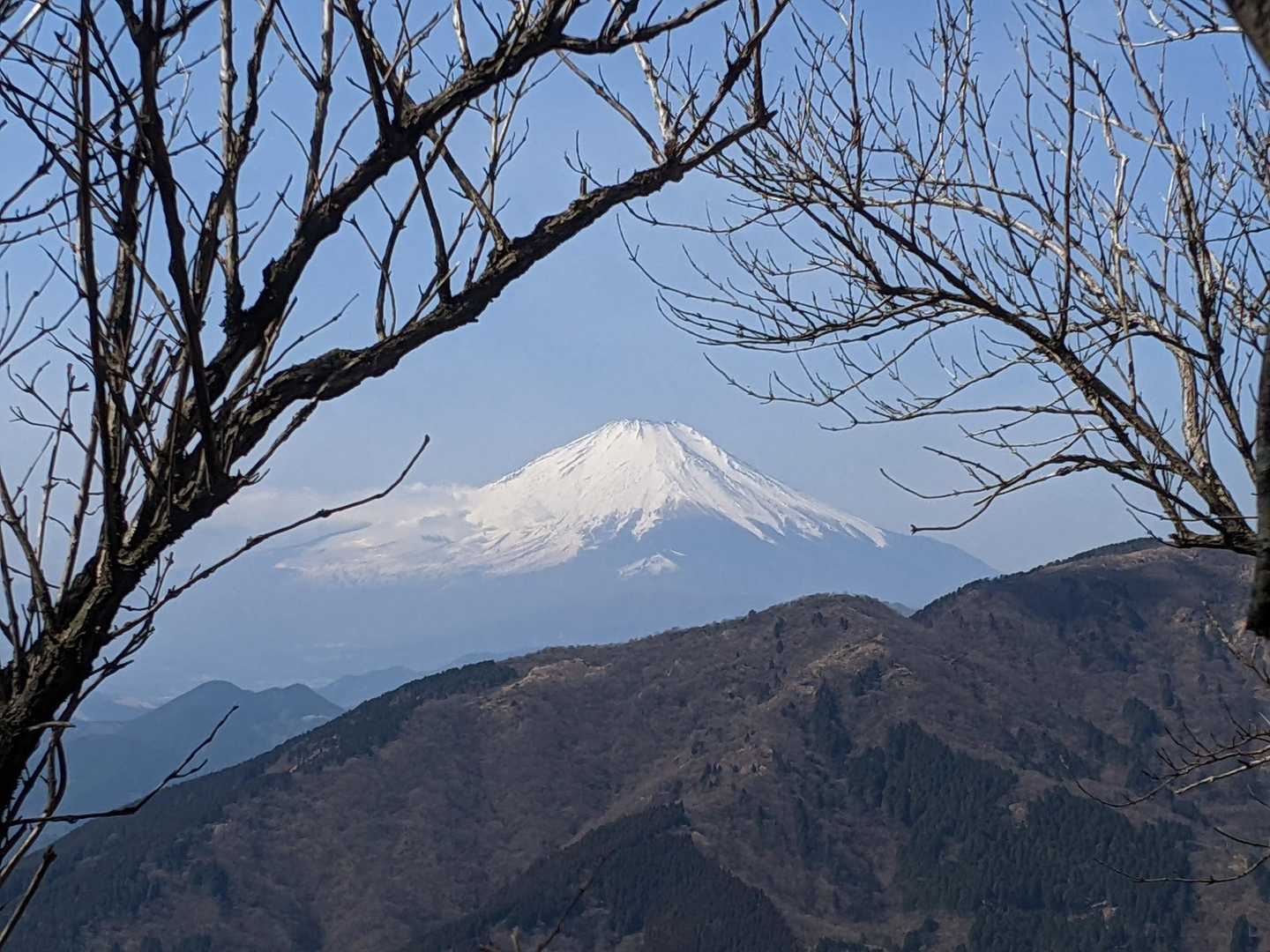 木の間から綺麗に見えた🗻