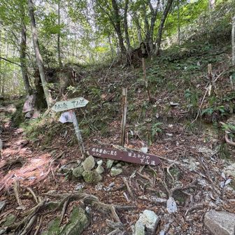 周回ルートの始まり
左側が登りらしい