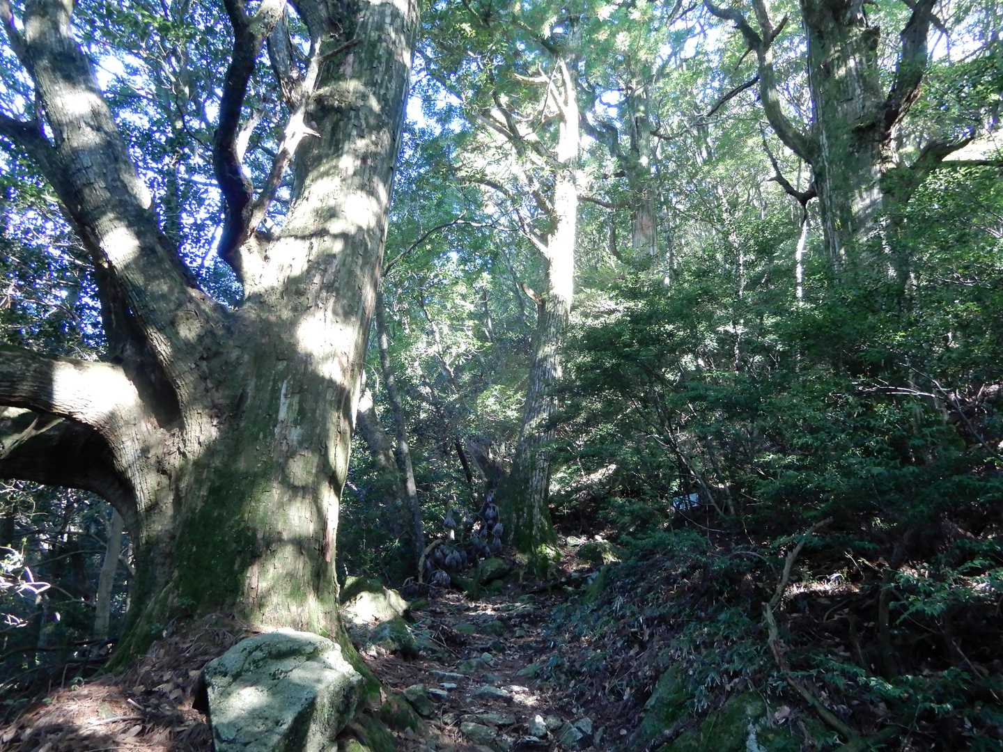 次から次に杉の巨木です😃