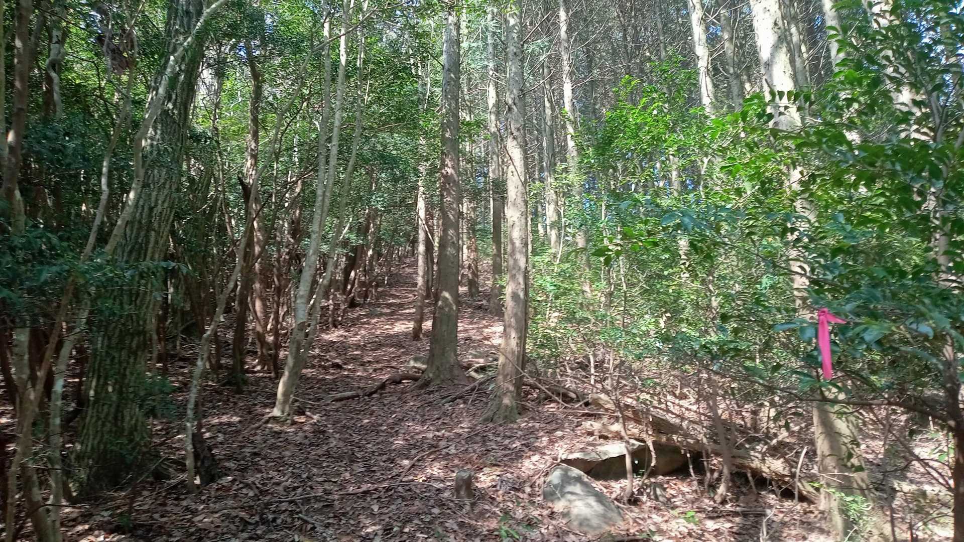 まだ登るか