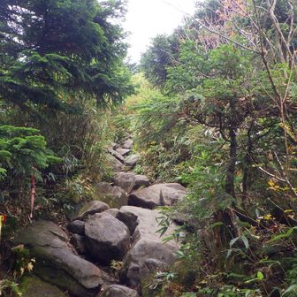 水場を過ぎるとガラガラの登りに