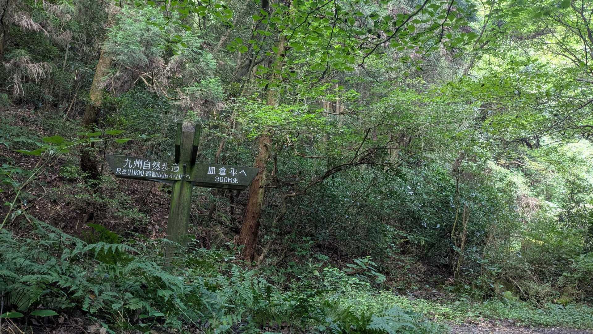 分岐🚶。
