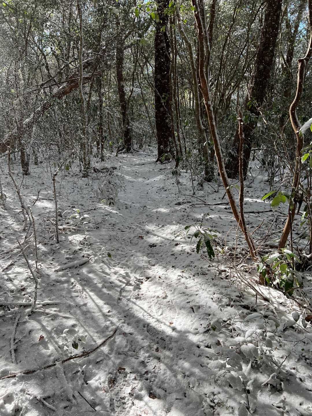 風に舞う雪