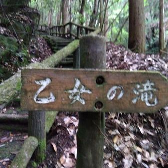 トコトコ🚶