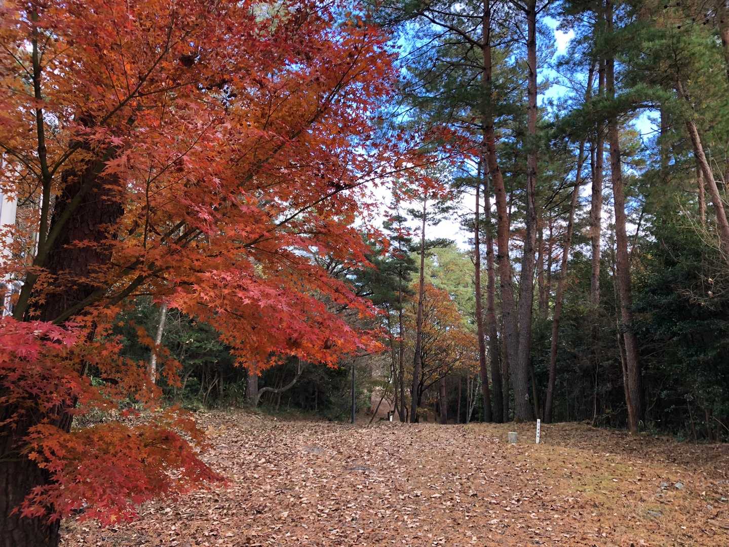 左の🍁に目が行きがちですが右に△がコソッと。
林間歩道の途中にホントコソッと出てきました😄