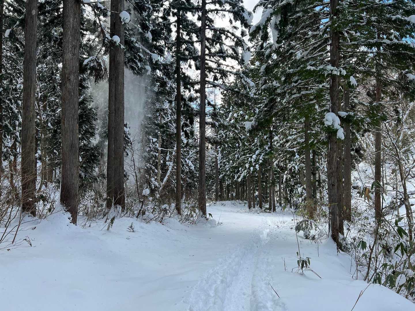 時々、🌲の上から雪の爆弾💣が降って来ます🤭