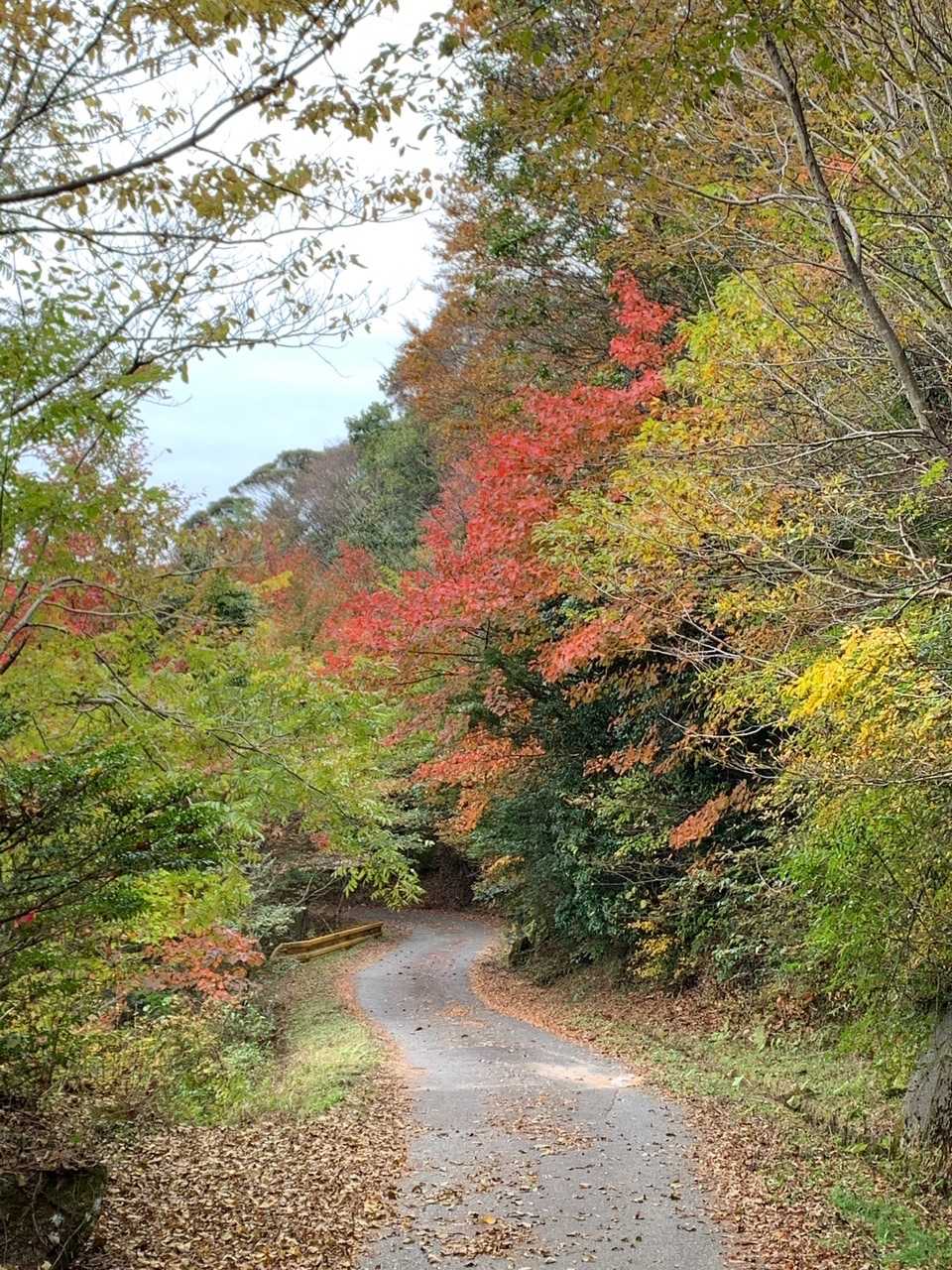 下山中の紅葉🍁