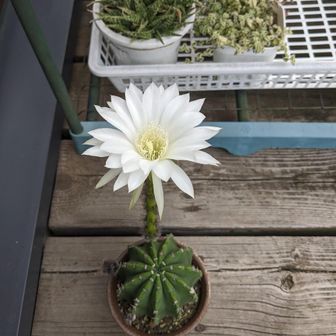 桑