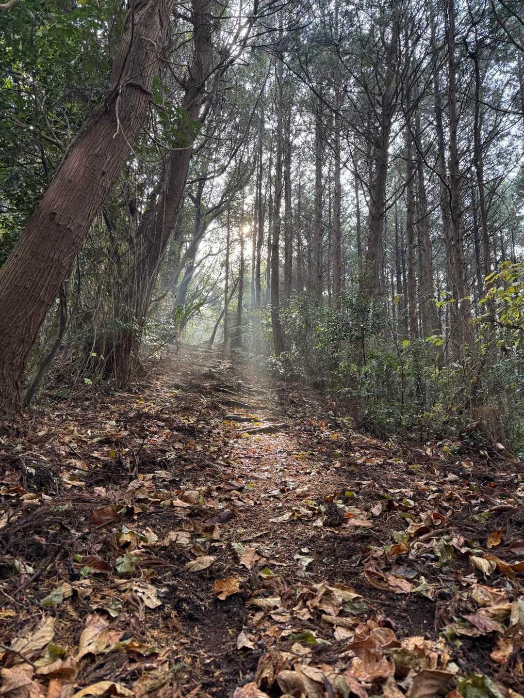 とっても綺麗な陽射しの時間帯でした