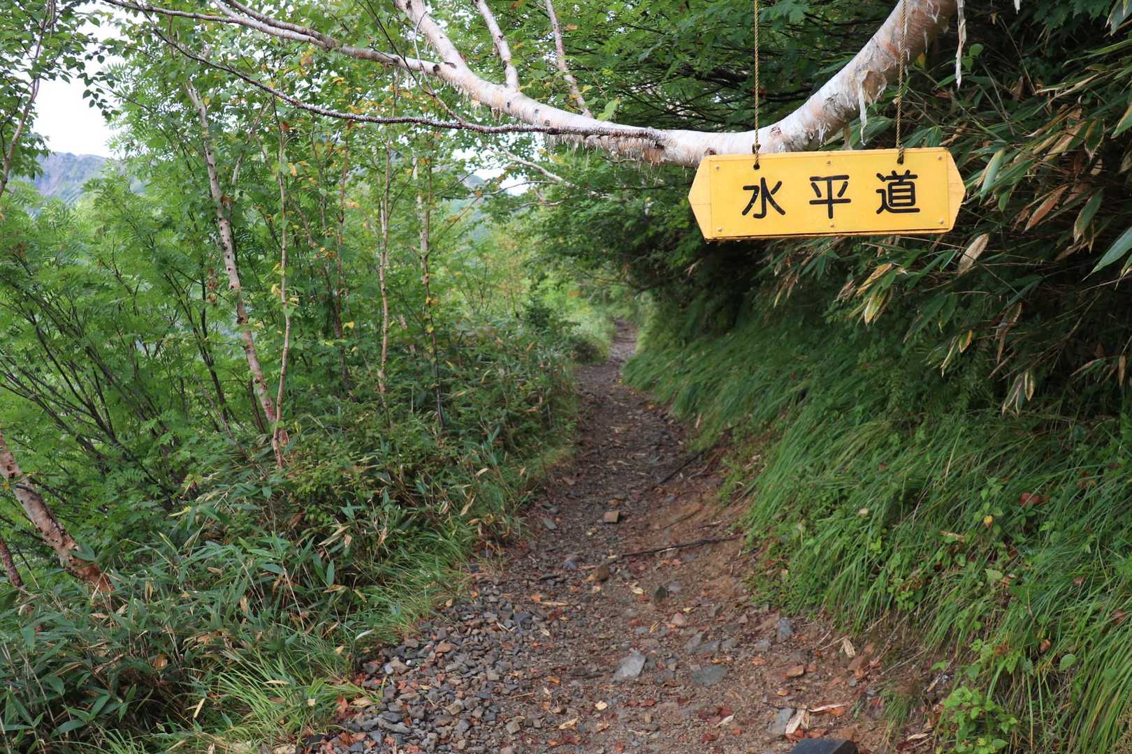 時折平坦な道になります