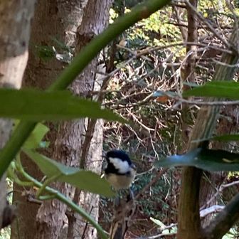 シジュウカラの群れに遭遇‼️