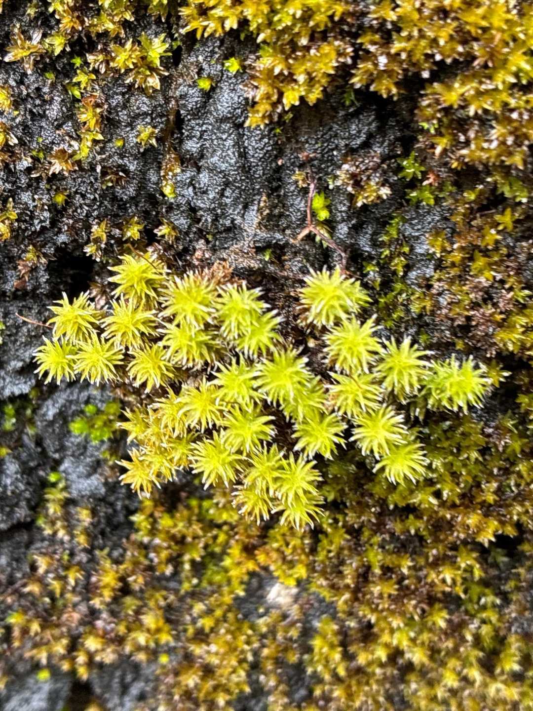 綺麗な苔がありました。