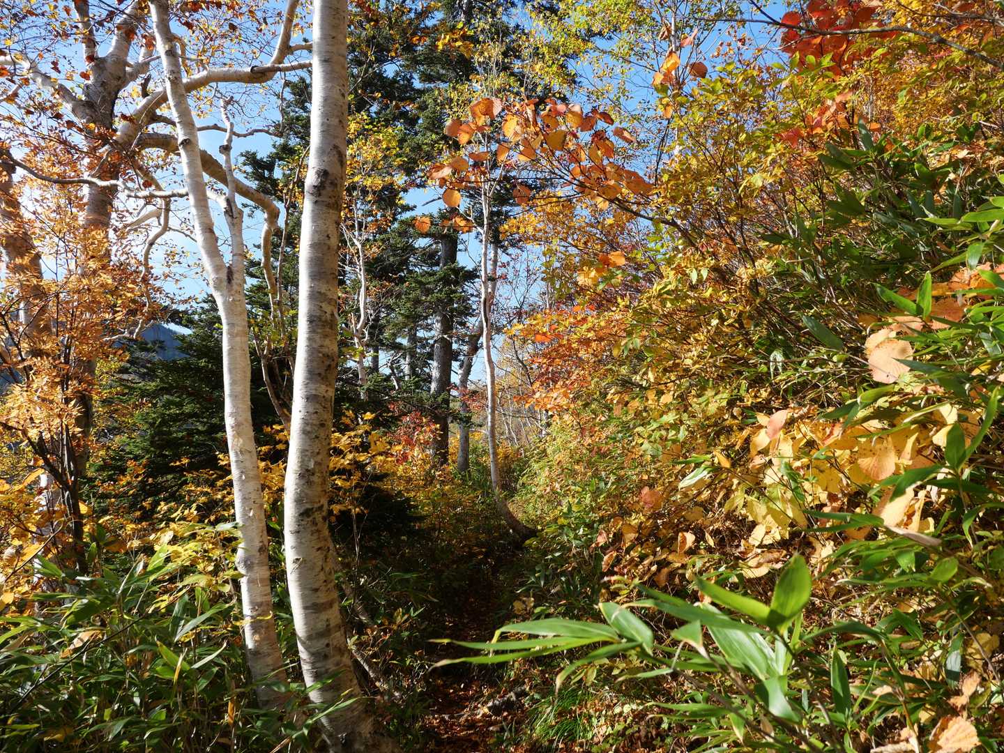 北ノ峰-富良野西岳 往復コースの写真