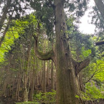 天狗さん見えますか？