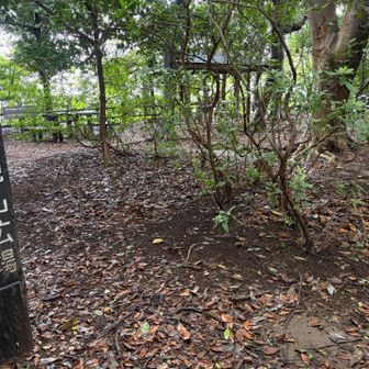 神社ので裏山が山頂です✌️