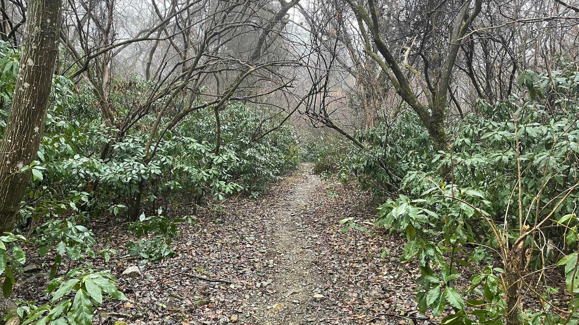 この辺で雨☂️が少し強くなってきました。