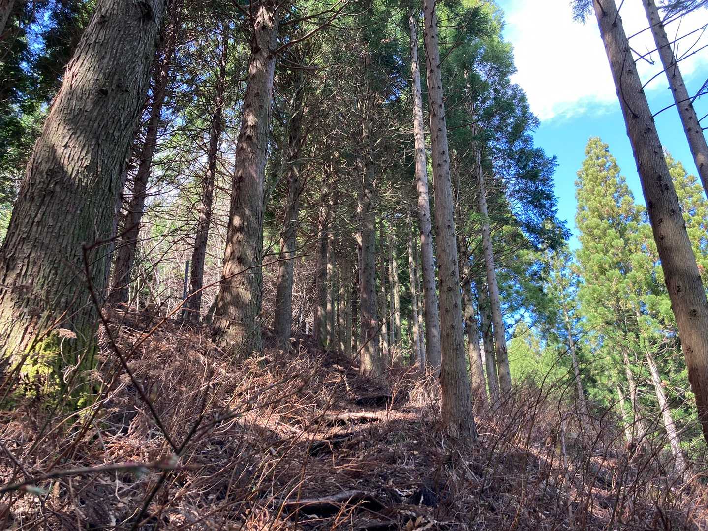 登山っぽくなってきた💦