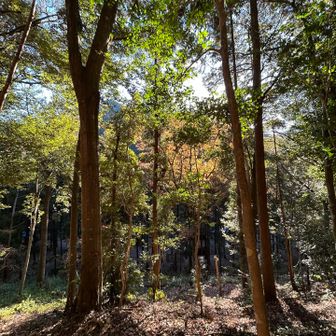 紅葉も少しだけ