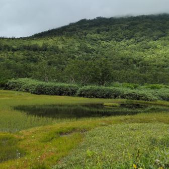 浮島湿原