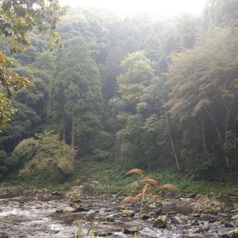 京都トレイルに沢沿いのコースがあるとは知りませんでした