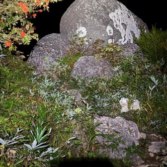 未明に通過した母御石です。それにしても高野山町石道の押し上げ石といい、泰澄さんも空海さんも母親孝行だったのでしょう。