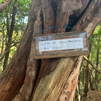 8座目
三峰北尾根一峰・984m
あとは三峰本峰までの急登を残すのみ。
でもこれがまたキツかった〜💦