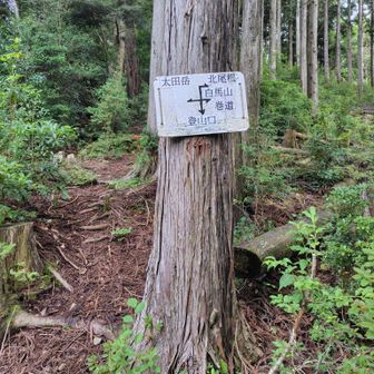 上まで上がると分かれ道。左は太田岳。更に上に上がると尾根。今回太田岳から戻ってきた時、上に上がらず真っすぐ(巻道)行ってしまいました。