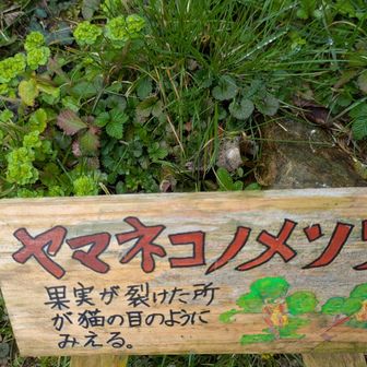 ヤマネコノメソウらしい
違いがわかりません😆
さらにワイルドな種類なのか？