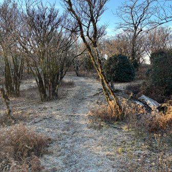 こんな感じの気持ちの良いトレイル