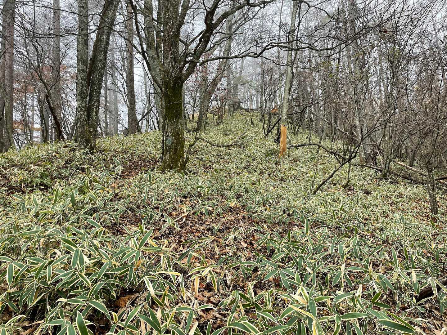 横尾山（信州峠）の写真