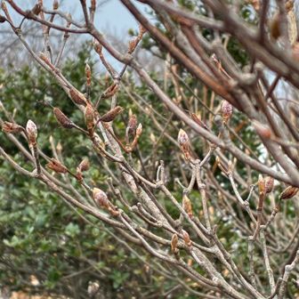 春に向けて新芽の準備を進めている。
その弛みなく着実な歩みを進める姿は何度見ても小さな感動だ。
上りに何回かウロウロ迷ったことを考えると同じコースを下ることは安全性に欠けると判断し下りは国交省の舗装道路を下ることにする。