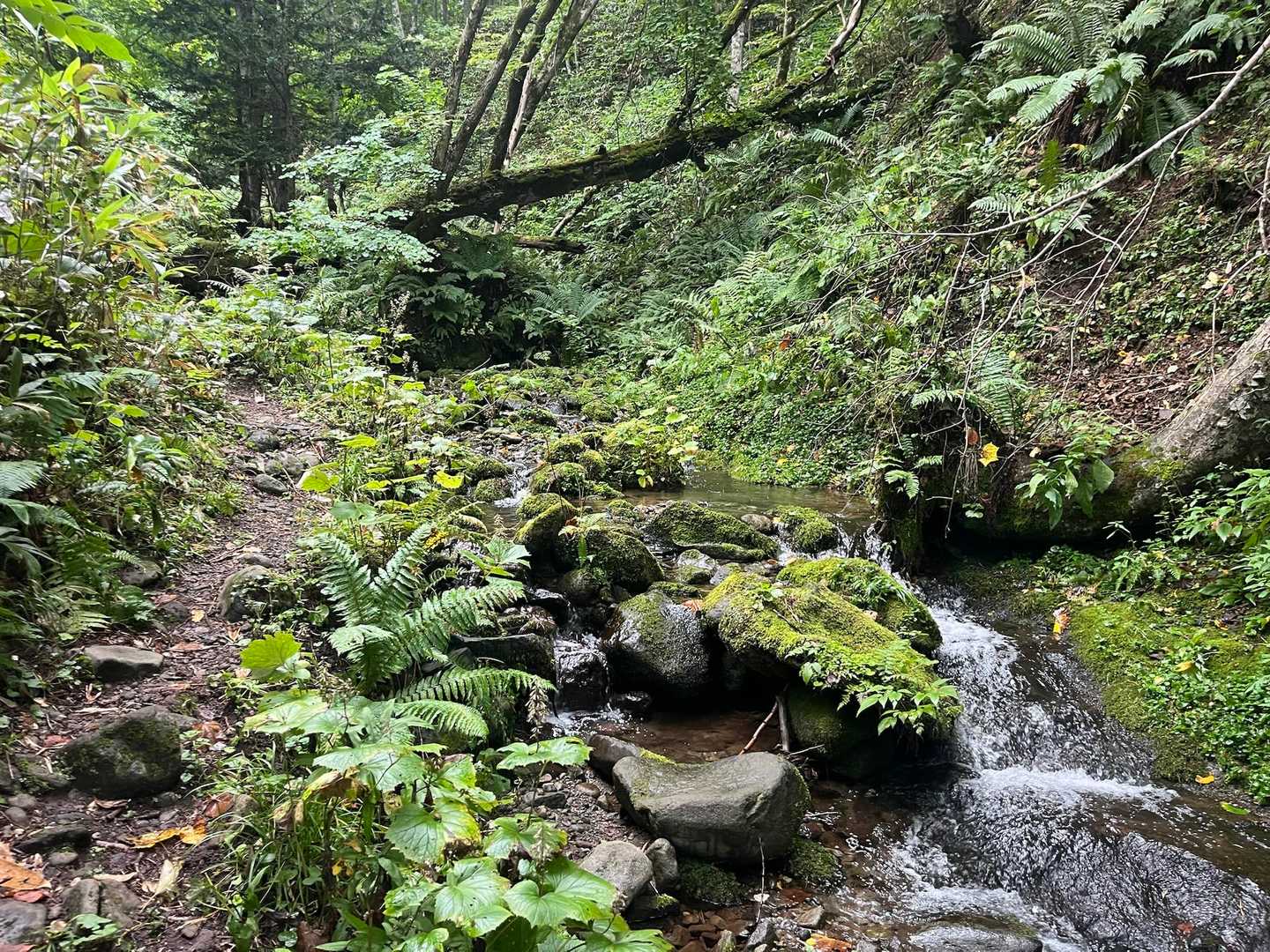 沢の横を歩く
苔の感じがいいね👍