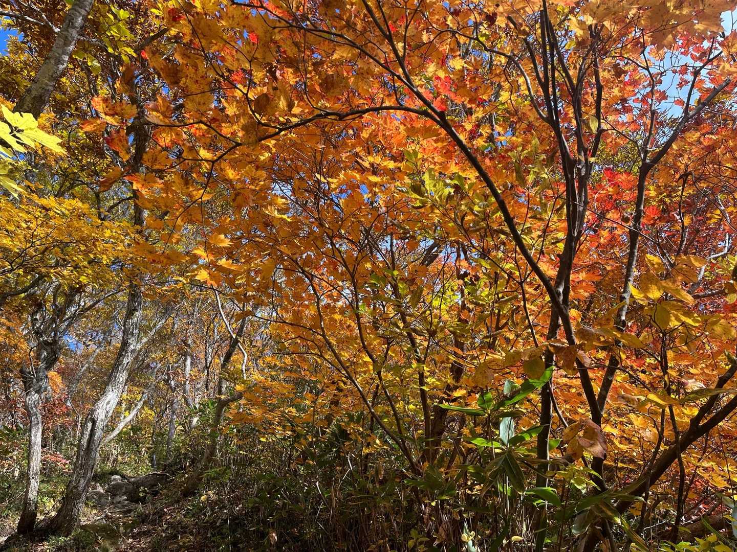 最高に綺麗な紅葉でした🍁