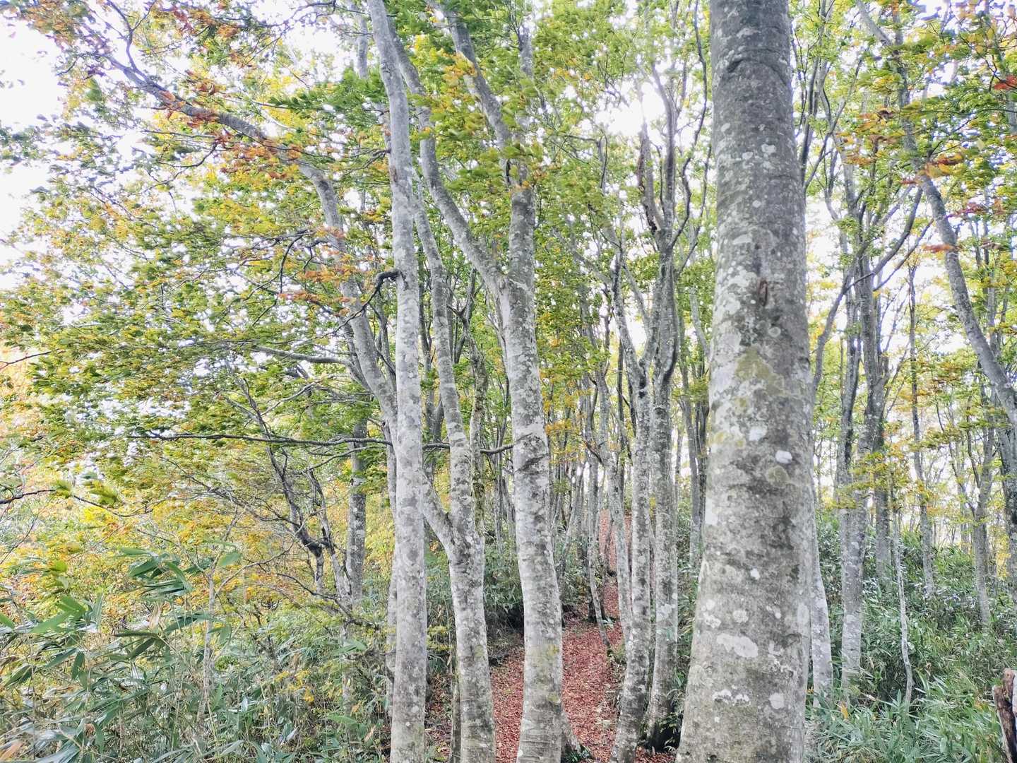 斑尾山 周回コースの写真