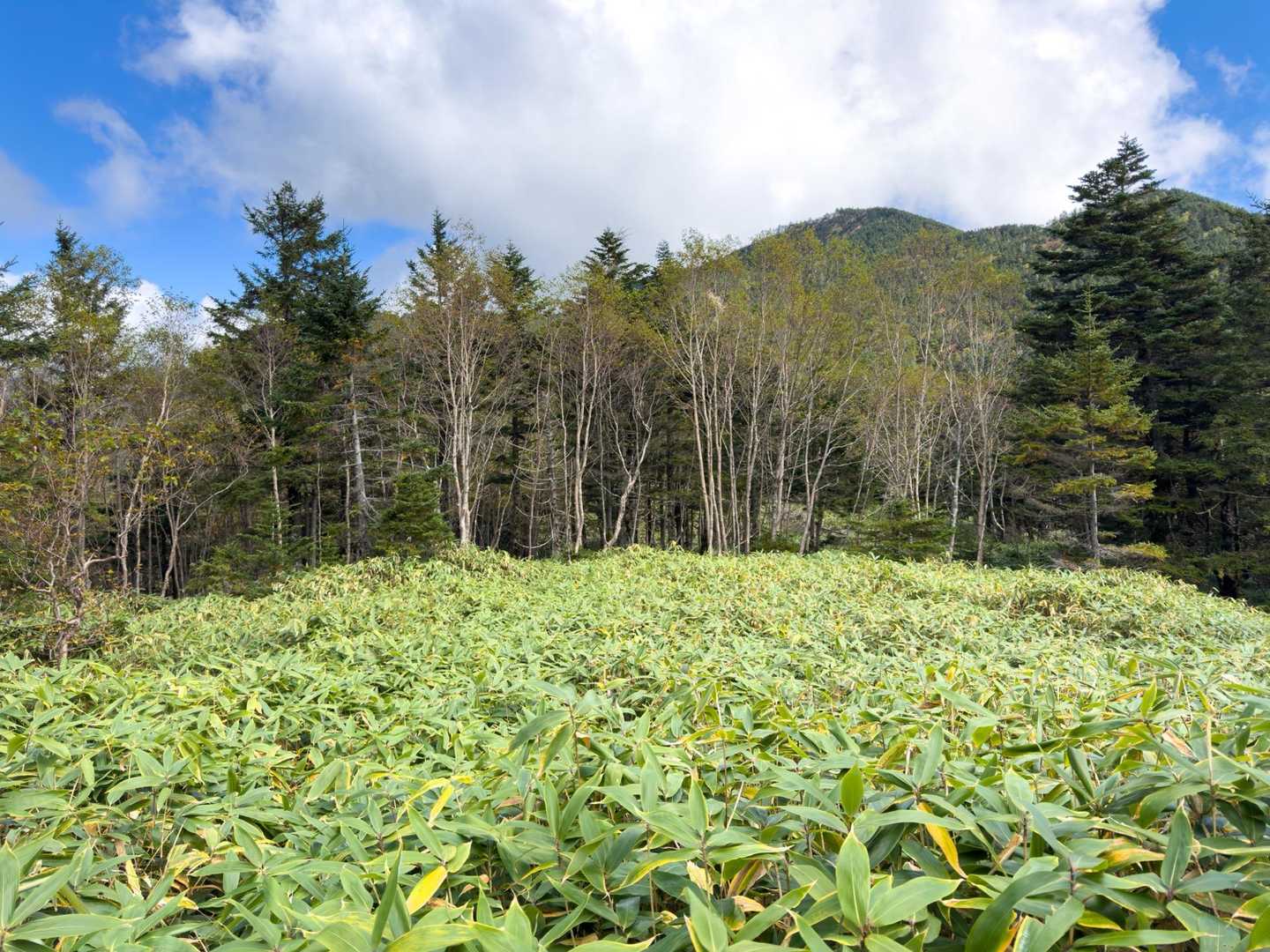 また、背丈程の『YABUKOGI』平泳の要領で掻き分けるのがポイント💡