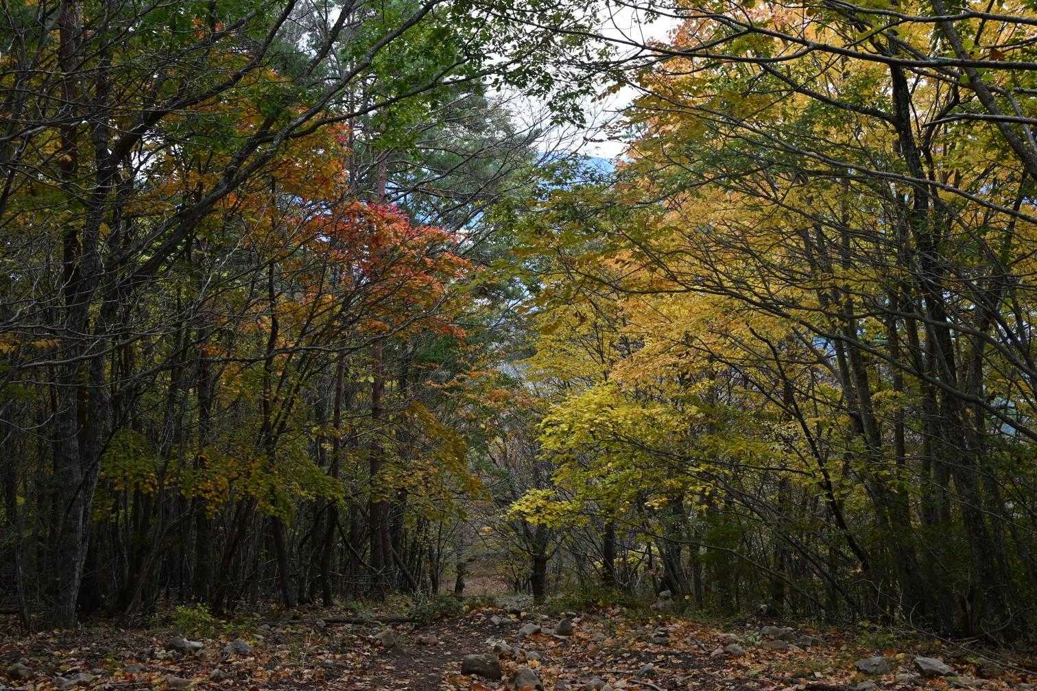 茅ヶ岳-深田公園入口 縦走コースの写真