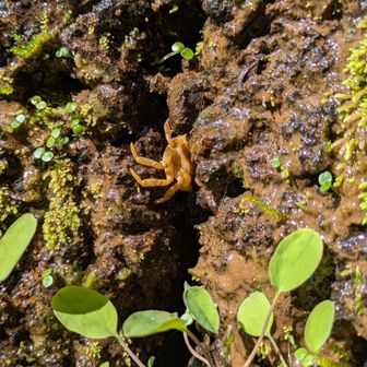 サワガニがいた