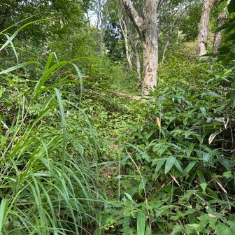 カタクリ尾根最上部付近

トゲトゲ植物で傷だらけになりました🤣