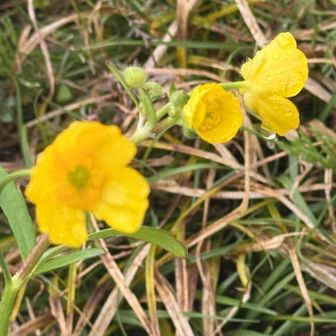 キンポウゲ科のウマノアシガタ？